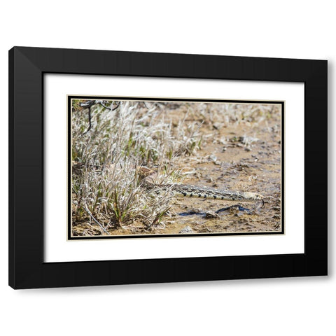 Gopher snake, Mammoth Hot Springs, Yellowstone National Park Black Modern Wood Framed Art Print with Double Matting by The Yellowstone Collection