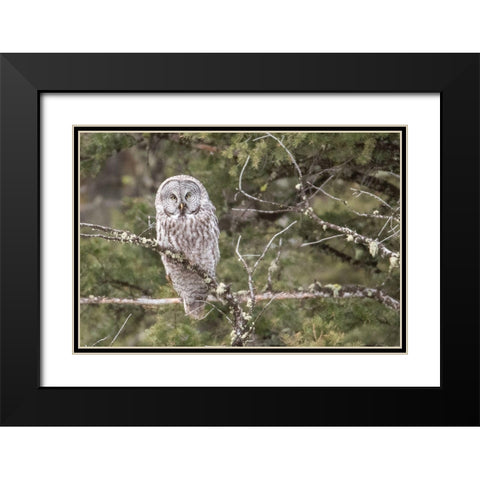 Great Gray Owl, Yellowstone National Park Black Modern Wood Framed Art Print with Double Matting by Peaco, Jim