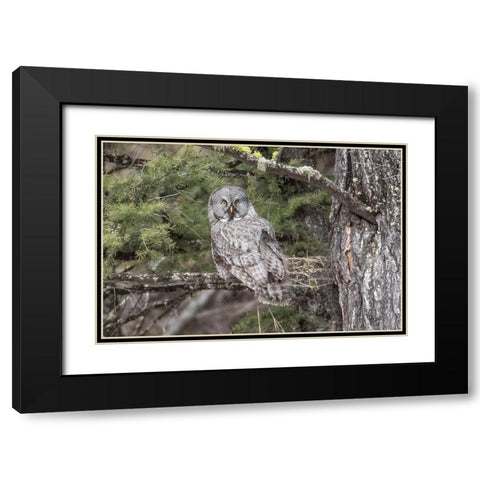 Great Gray Owl, Yellowstone National Park Black Modern Wood Framed Art Print with Double Matting by Peaco, Jim