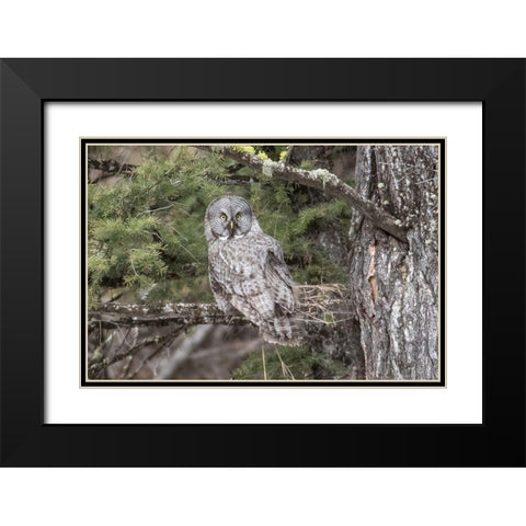 Great Gray Owl, Yellowstone National Park Black Modern Wood Framed Art Print with Double Matting by Peaco, Jim