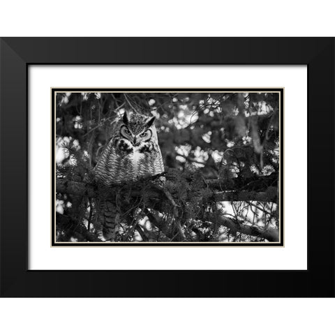 Great Horned Owl at Mammoth, Yellowstone National Park Black Modern Wood Framed Art Print with Double Matting by Herbert, Neal