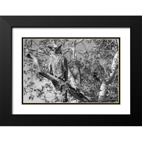Great Horned Owl, Yellowstone National Park Black Modern Wood Framed Art Print with Double Matting by Herbert, Neal