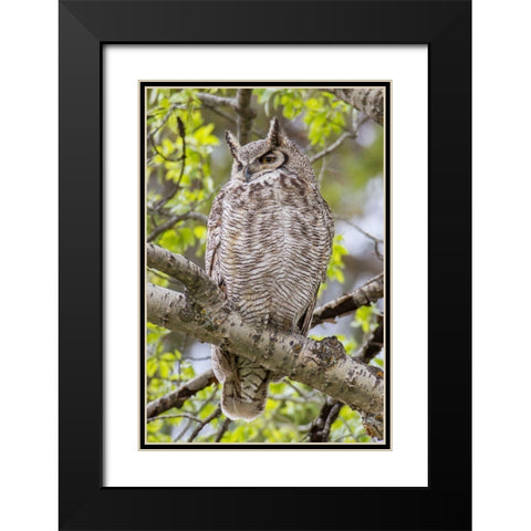 Great Horned Owl in Mammoth Hot Springs, Yellowstone National Park Black Modern Wood Framed Art Print with Double Matting by Peaco, Jim