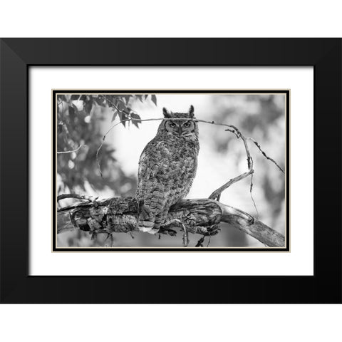 Great Horned Owl in Fort Yellowstone, Yellowstone National Park Black Modern Wood Framed Art Print with Double Matting by The Yellowstone Collection