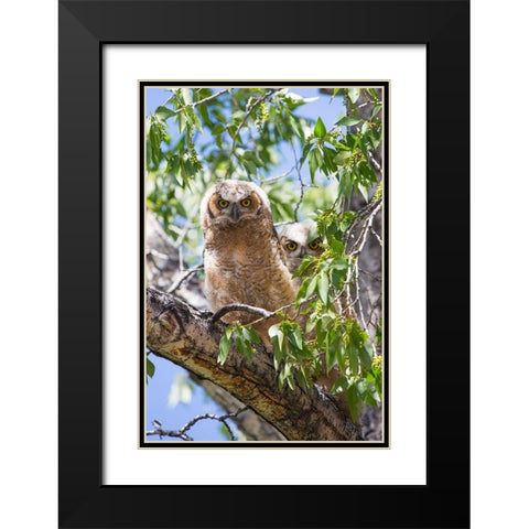 Great Horned Owlets, Mammoth Hot Springs, Yellowstone National Park Black Modern Wood Framed Art Print with Double Matting by The Yellowstone Collection