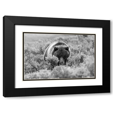 Grizzly Bear at Soda Butte Creek, Yellowstone National Park Black Modern Wood Framed Art Print with Double Matting by Peaco, Jim