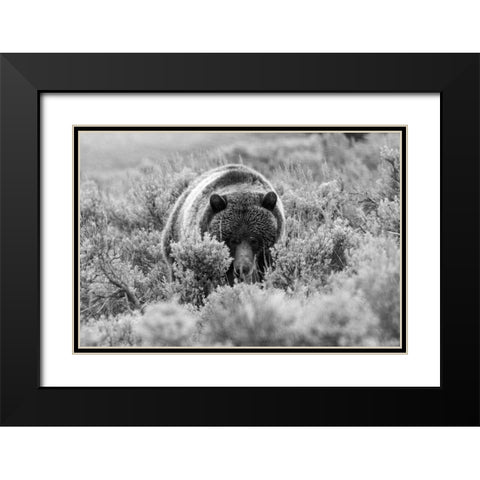 Grizzly Bear at Soda Butte Creek, Yellowstone National Park Black Modern Wood Framed Art Print with Double Matting by Peaco, Jim