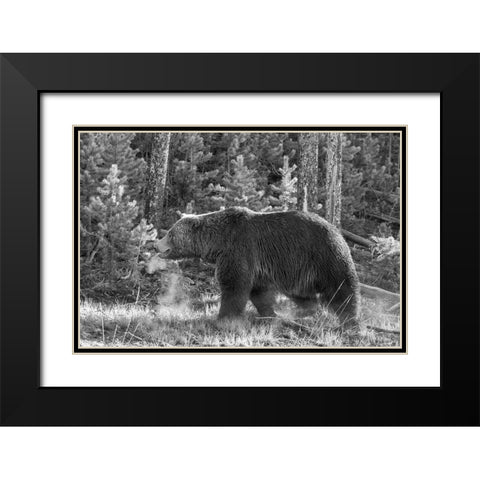Grizzly Bear, Yellowstone National Park Black Modern Wood Framed Art Print with Double Matting by Peaco, Jim