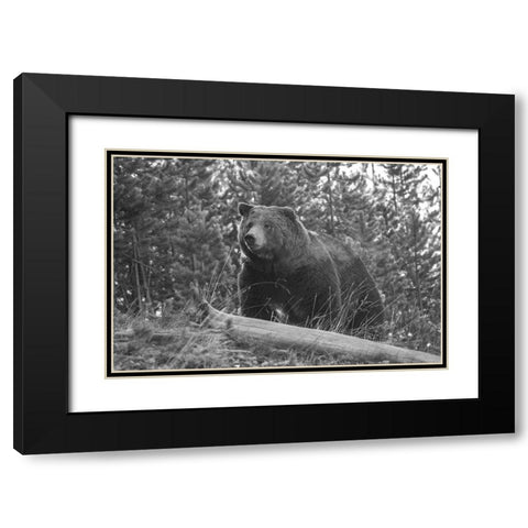 Grizzly Bear, Yellowstone National Park Black Modern Wood Framed Art Print with Double Matting by Peaco, Jim