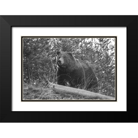 Grizzly Bear, Yellowstone National Park Black Modern Wood Framed Art Print with Double Matting by Peaco, Jim