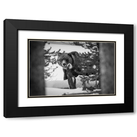 Grizzly Bear near Canyon, Yellowstone National Park Black Modern Wood Framed Art Print with Double Matting by Herbert, Neal