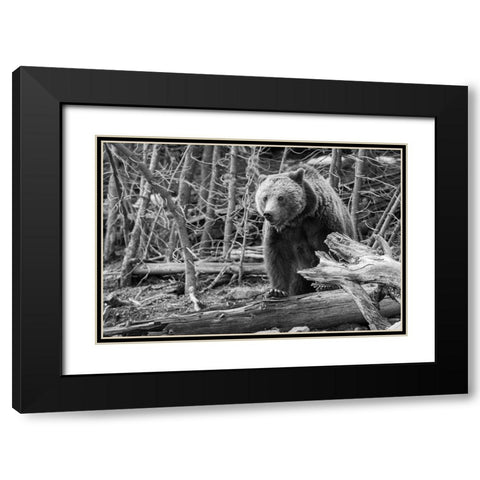 Grizzly Bear near Frying Pan Spring, Yellowstone National Park Black Modern Wood Framed Art Print with Double Matting by Peaco, Jim