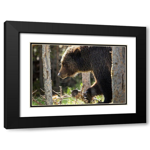 Grizzly Bear near Swan Lake, Yellowstone National Park Black Modern Wood Framed Art Print with Double Matting by The Yellowstone Collection