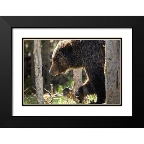 Grizzly Bear near Swan Lake, Yellowstone National Park Black Modern Wood Framed Art Print with Double Matting by The Yellowstone Collection