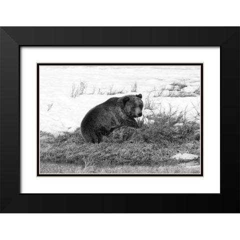 Grizzly Bear at Blacktail Pond, Yellowstone National Park Black Modern Wood Framed Art Print with Double Matting by Peaco, Jim