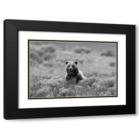 Grizzly Bear on Swan Lake Flats, Yellowstone National Park Black Modern Wood Framed Art Print with Double Matting by Peaco, Jim