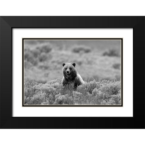 Grizzly Bear on Swan Lake Flats, Yellowstone National Park Black Modern Wood Framed Art Print with Double Matting by Peaco, Jim