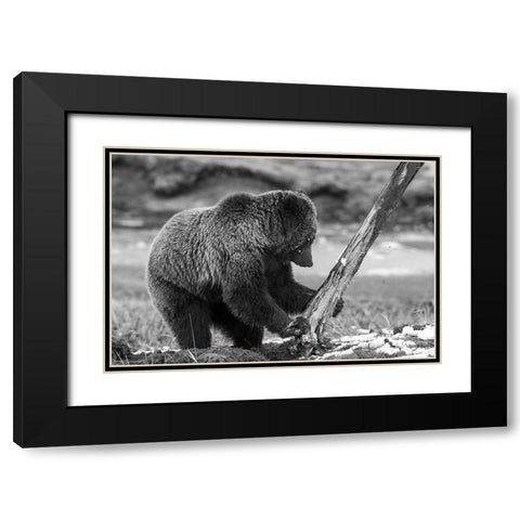 Grizzly Bear near Obsidian Creek, Yellowstone National Park Black Modern Wood Framed Art Print with Double Matting by Peaco, Jim