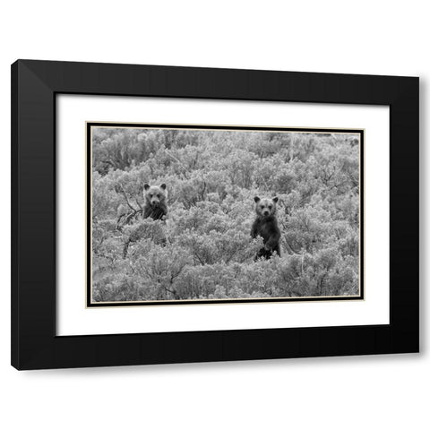 Grizzly Cubs, Yellowstone National Park Black Modern Wood Framed Art Print with Double Matting by Peaco, Jim