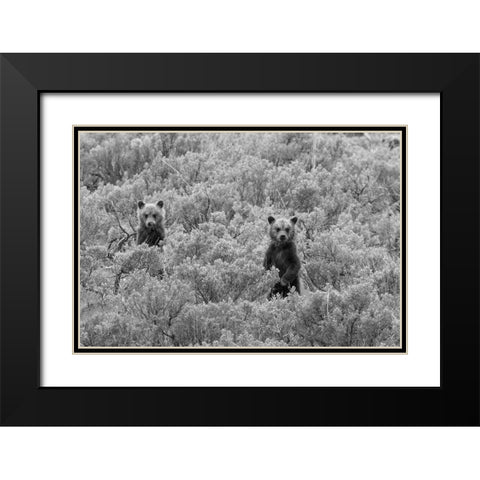 Grizzly Cubs, Yellowstone National Park Black Modern Wood Framed Art Print with Double Matting by Peaco, Jim