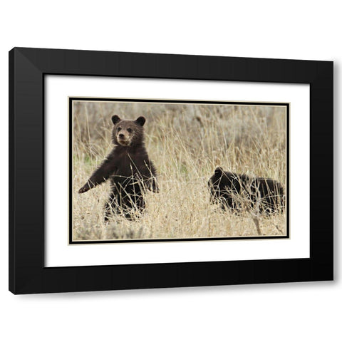 Grizzly Cubs near Fishing Bridge, Yellowstone National Park Black Modern Wood Framed Art Print with Double Matting by Peaco, Jim