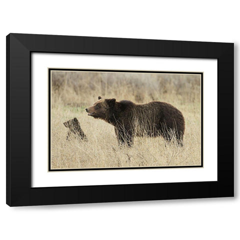 Grizzly Sow and Cub near Fishing Bridge, Yellowstone National Park Black Modern Wood Framed Art Print with Double Matting by Peaco, Jim