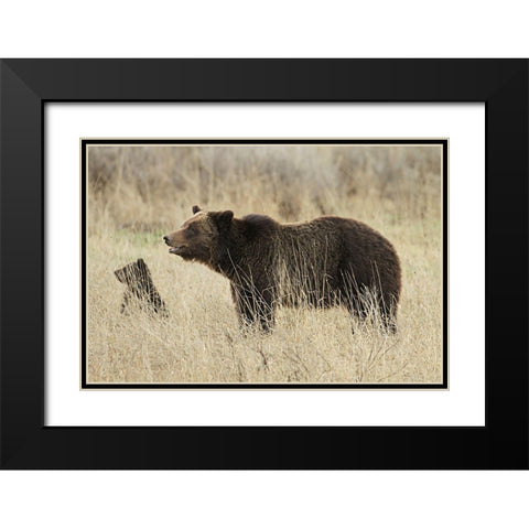 Grizzly Sow and Cub near Fishing Bridge, Yellowstone National Park Black Modern Wood Framed Art Print with Double Matting by Peaco, Jim