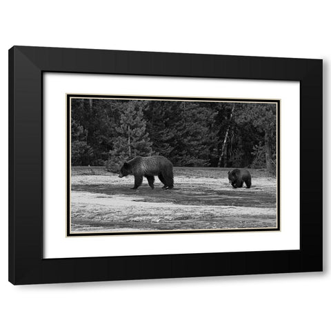 Grizzly Sow and Yearling near Daisy Geyser, Yellowstone National Park Black Modern Wood Framed Art Print with Double Matting by Peaco, Jim