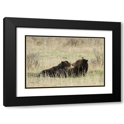 Grizzly Sow Nursing Cubs near Fishing Bridge, Yellowstone National Park Black Modern Wood Framed Art Print with Double Matting by Peaco, Jim