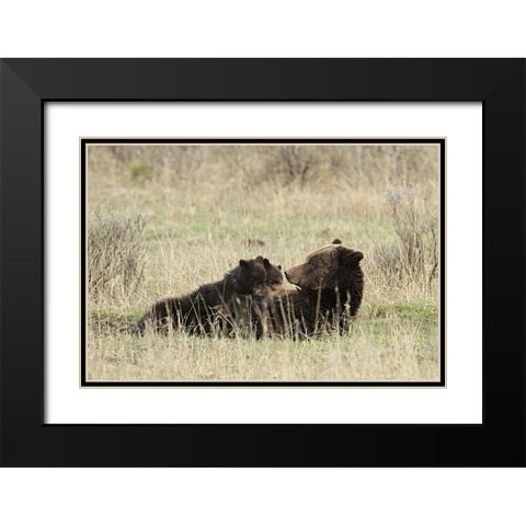 Grizzly Sow Nursing Cubs near Fishing Bridge, Yellowstone National Park Black Modern Wood Framed Art Print with Double Matting by Peaco, Jim