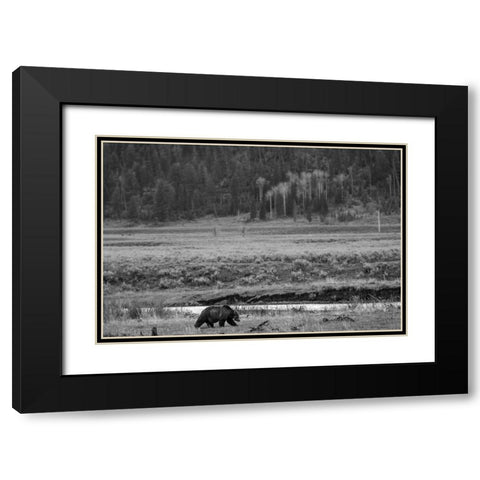 Grizzly, Lamar Valley, Yellowstone National Park Black Modern Wood Framed Art Print with Double Matting by The Yellowstone Collection