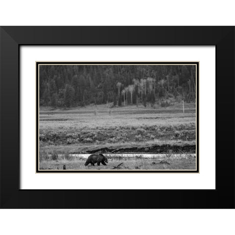 Grizzly, Lamar Valley, Yellowstone National Park Black Modern Wood Framed Art Print with Double Matting by The Yellowstone Collection