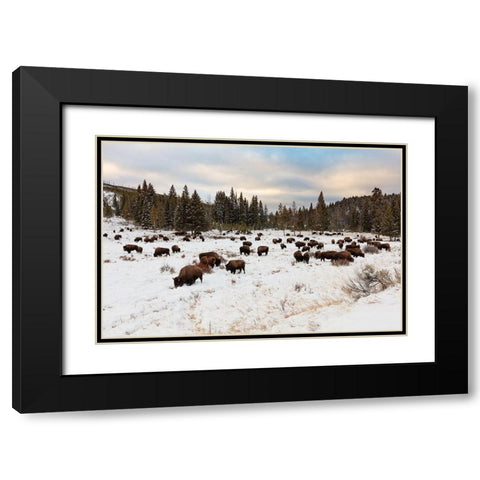 Bison near Wraith Falls Trailhead, Yellowstone National Park Black Modern Wood Framed Art Print with Double Matting by Frank, Jacob W.