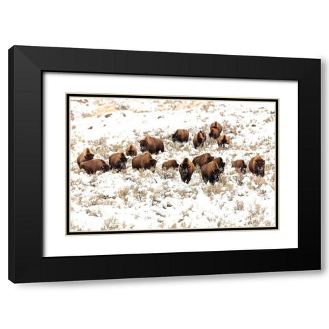Bison near Blacktail Ponds, Yellowstone National Park Black Modern Wood Framed Art Print with Double Matting by Frank, Jacob W.