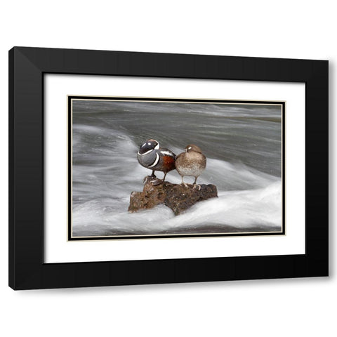 Harlequin Ducks, Yellowstone River, Yellowstone National Park Black Modern Wood Framed Art Print with Double Matting by Peaco, Jim