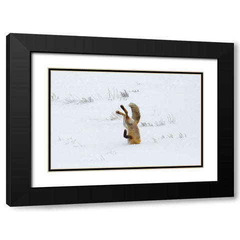 Hunting Fox, Head First, Hayden Valley, Yellowstone National Park Black Modern Wood Framed Art Print with Double Matting by The Yellowstone Collection