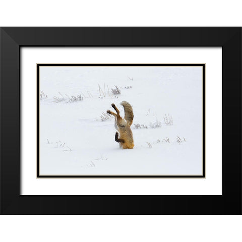 Hunting Fox, Head First, Hayden Valley, Yellowstone National Park Black Modern Wood Framed Art Print with Double Matting by The Yellowstone Collection