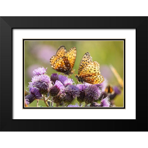 Hydaspe Butterflies, Mammoth Hot Springs, Yellowstone National Park Black Modern Wood Framed Art Print with Double Matting by The Yellowstone Collection