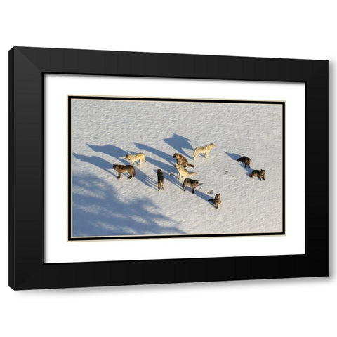 Junction Butte Wolf Pack, Yellowstone National Park Black Modern Wood Framed Art Print with Double Matting by Stahler, Dan
