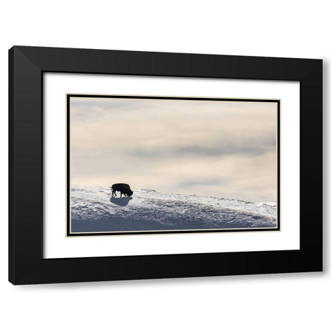 Lone Bison in Hayden Valley, Yellowstone National Park Black Modern Wood Framed Art Print with Double Matting by The Yellowstone Collection