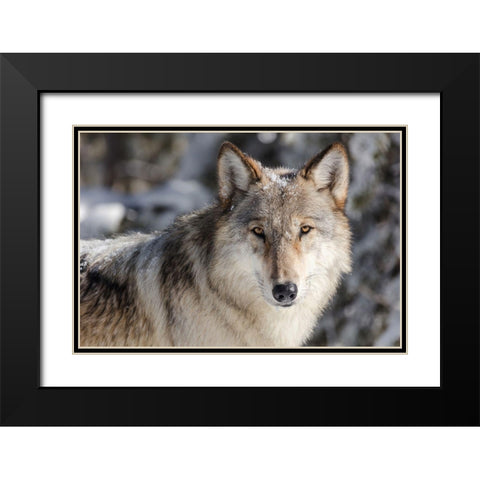 Lone Wolf, Yellowstone National Park Black Modern Wood Framed Art Print with Double Matting by The Yellowstone Collection