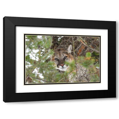 Male Cougar, Yellowstone National Park Black Modern Wood Framed Art Print with Double Matting by The Yellowstone Collection