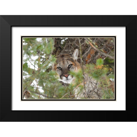 Male Cougar, Yellowstone National Park Black Modern Wood Framed Art Print with Double Matting by The Yellowstone Collection