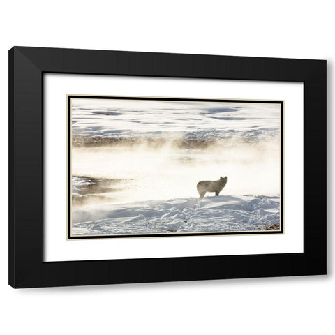 Wolf of the Wapiti Lake Pack, Yellowstone National Park Black Modern Wood Framed Art Print with Double Matting by Frank, Jacob W.