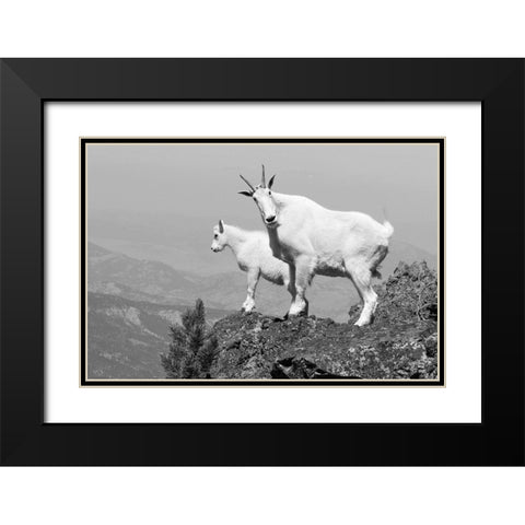 Mountain Goats on Sepulcher Mountain, Yellowstone National Park Black Modern Wood Framed Art Print with Double Matting by The Yellowstone Collection
