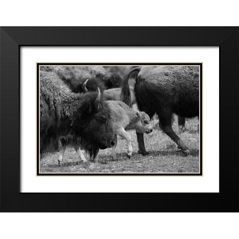 Moving with the Herd, Lamar Valley, Yellowstone National Park Black Modern Wood Framed Art Print with Double Matting by The Yellowstone Collection