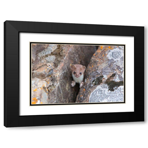 Short-tailed Weasel, Yellowstone National Park Black Modern Wood Framed Art Print with Double Matting by Frank, Jacob W.