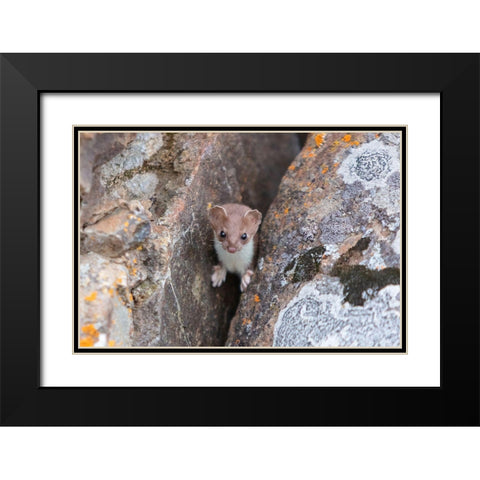 Short-tailed Weasel, Yellowstone National Park Black Modern Wood Framed Art Print with Double Matting by Frank, Jacob W.
