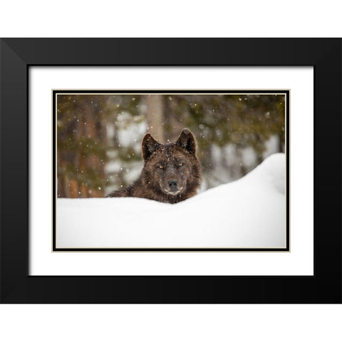 Wolf in Snow, Yellowstone National Park Black Modern Wood Framed Art Print with Double Matting by The Yellowstone Collection