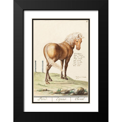 Horse-Equus Ferus Caballus 1596 Black Modern Wood Framed Art Print with Double Matting by de Boodt, Anselmus Boetius